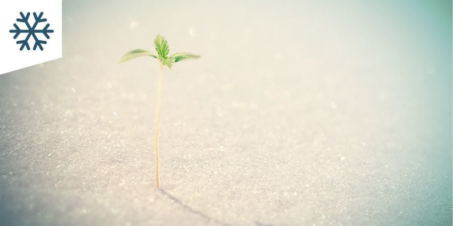 Growing Cannabis In A Cold Climate