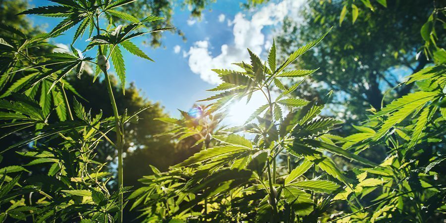 Other Tips for Tall Cannabis Plants