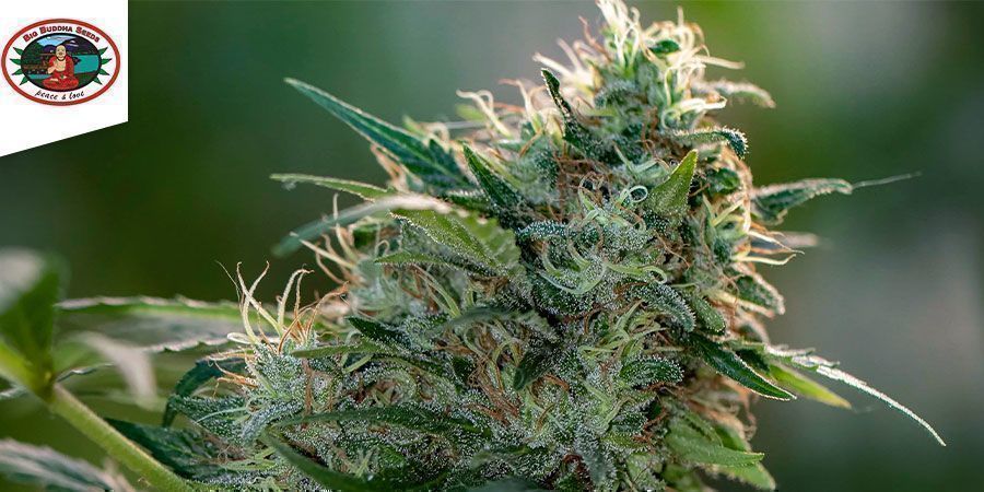 BIG BUDDHA CHEESE FEMINIZED (BIG BUDDHA SEEDS)