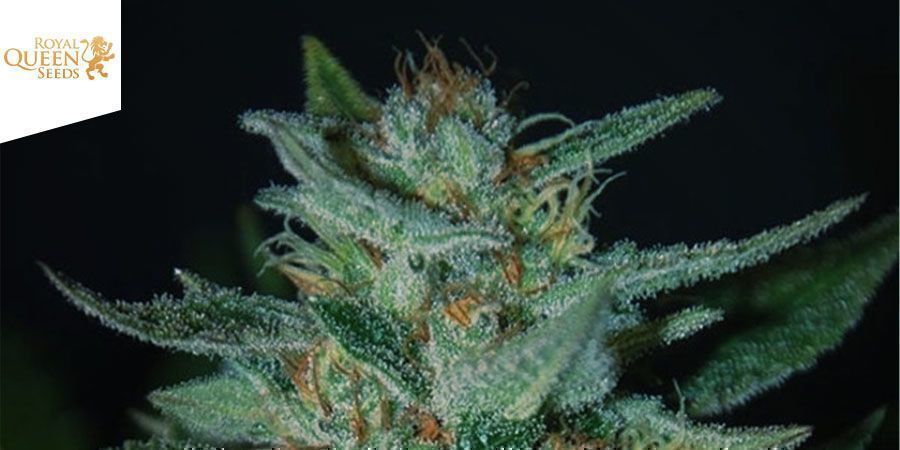 BLUE CHEESE FEMINIZED (ROYAL QUEEN SEEDS)