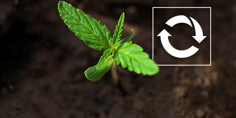 Reusable - Growing Cannabis