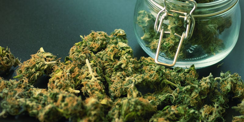Say “Hi” To High-Yielding Cannabis