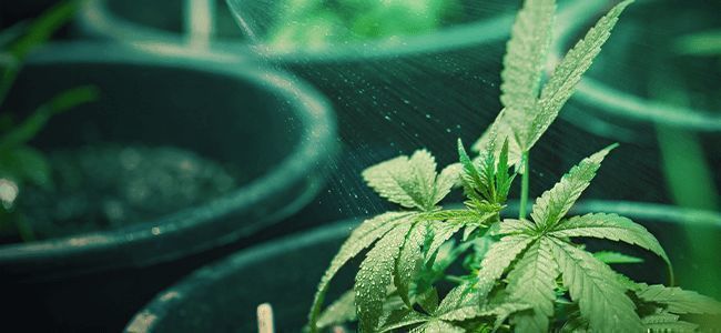 How Do You Know When The Cannabis Plant Needs Water - And How Much?
