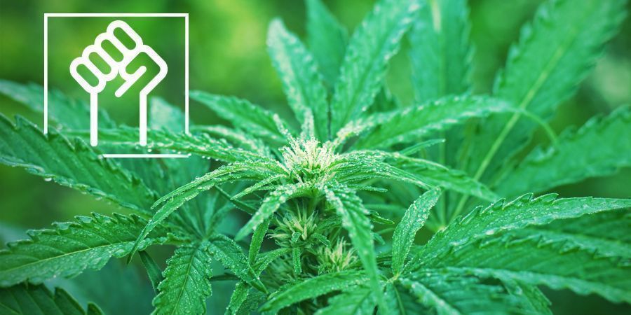 Resistant Genetics - Autoflowering Cannabis Strains