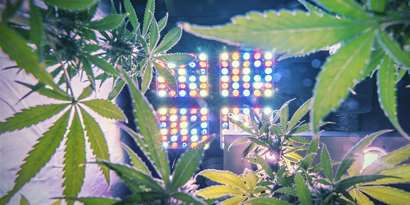 How To Determine The Right Amount Of Light For Cannabis Plants