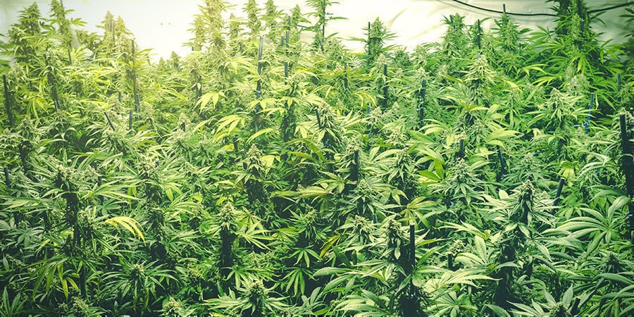 How To Increase Cannabis Yields With A Lux Meter