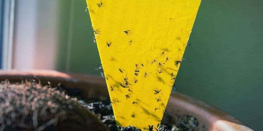 How to Prevent a Root Aphid Infestation: Cleanliness and Routine