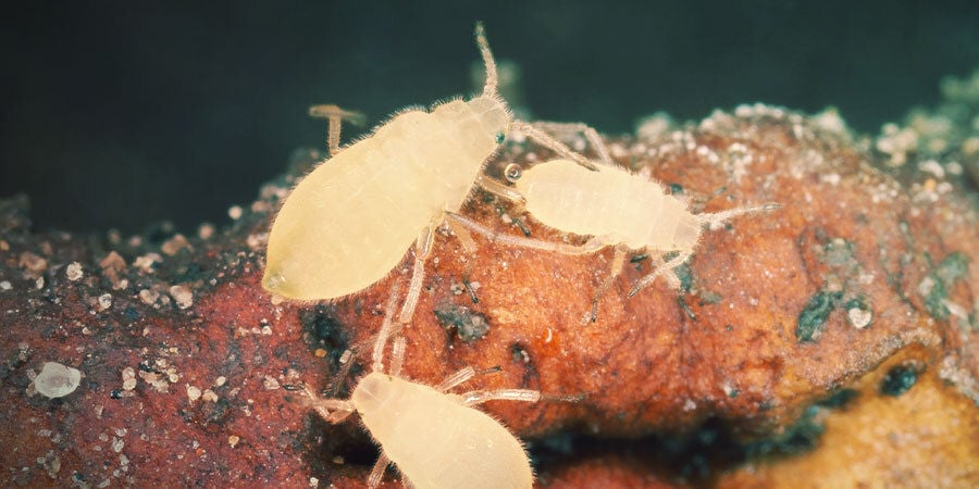 How to Recognise Root Aphids
