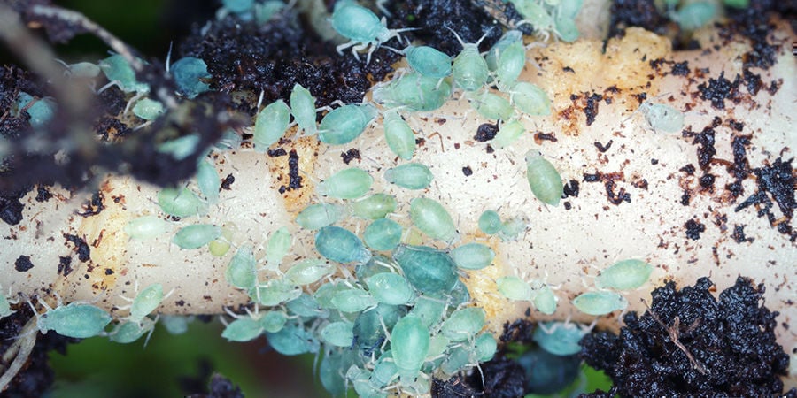 What Are Root Aphids?