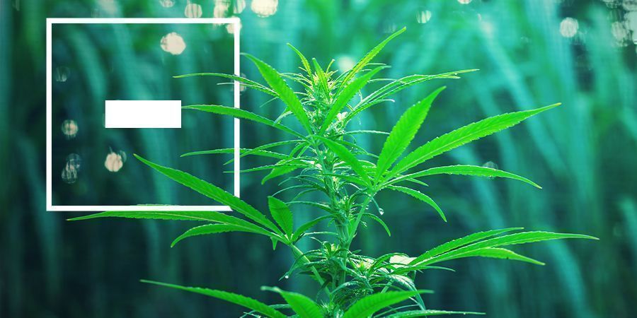 Disdvantages Of Fast-Flowering Cannabis Strains