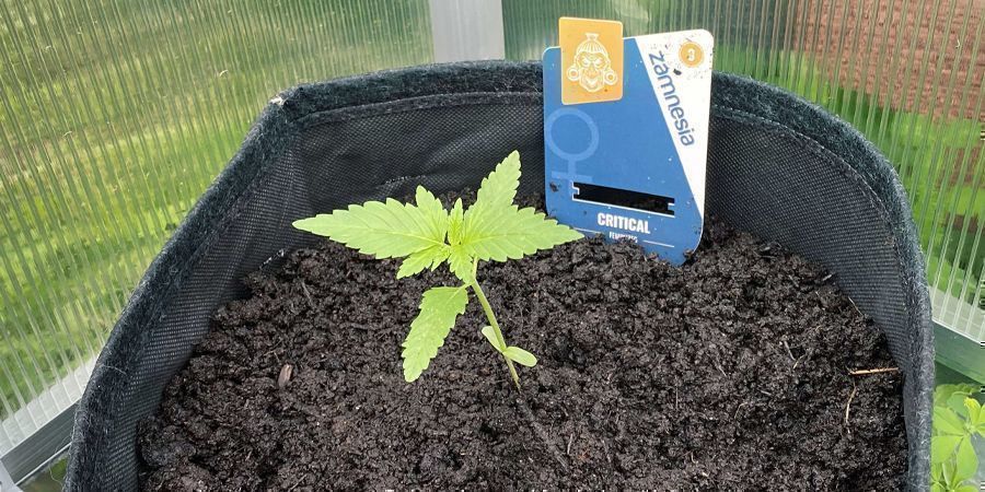 HOW TO PLANT YOUR CANNABIS IN YOUR SOIL MIX