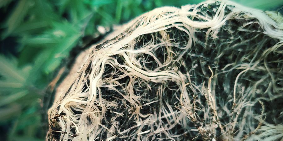 Robust Root Network Of Cannabisplants