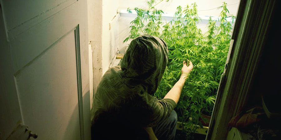 Growing Weed in Your Closet