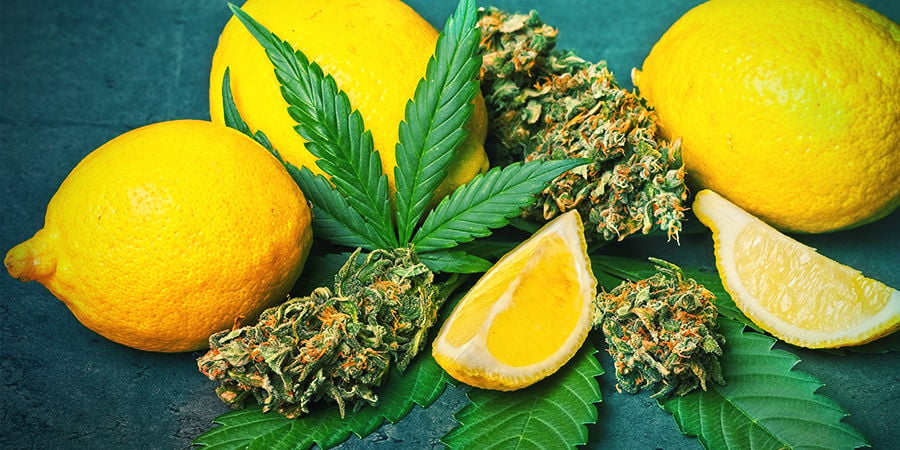 Limonene In Cannabis