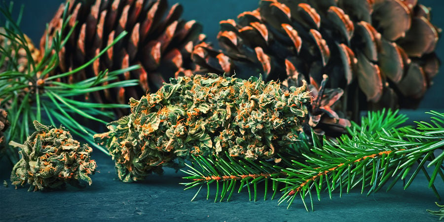 Pinene In Cannabis
