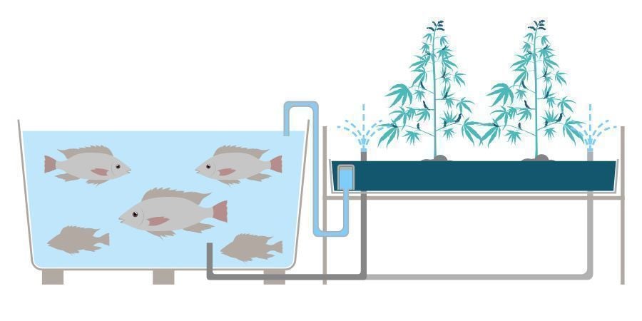 What Is Aquaponics?