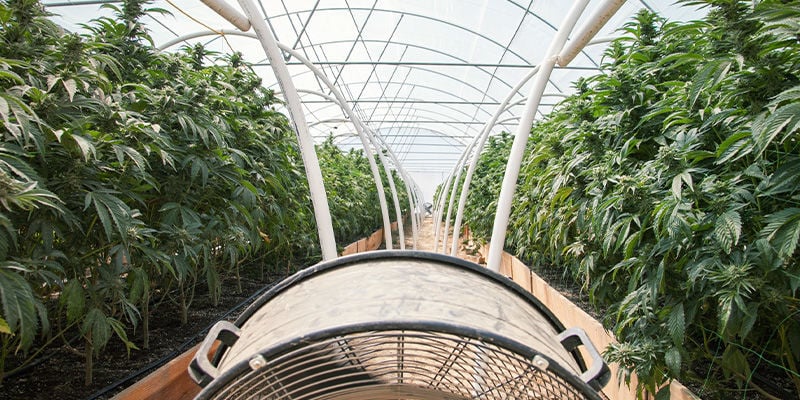 Regular Cannabis Growing