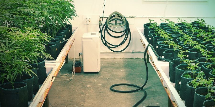 Keep Everything Clean - Vertical Cannabis Growing