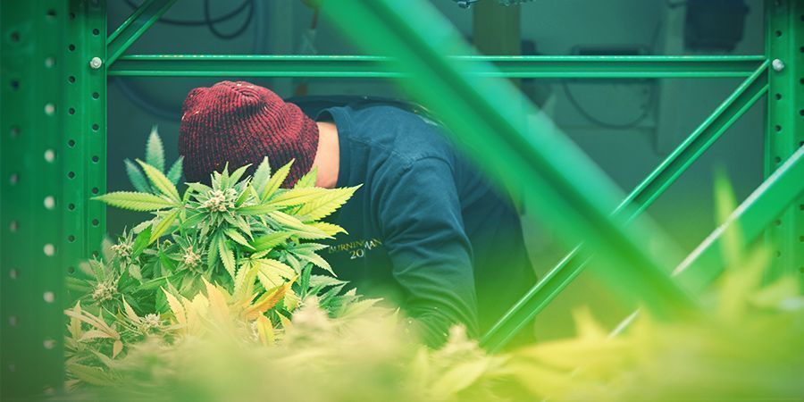Rack Setup - Vertical Cannabis Growing