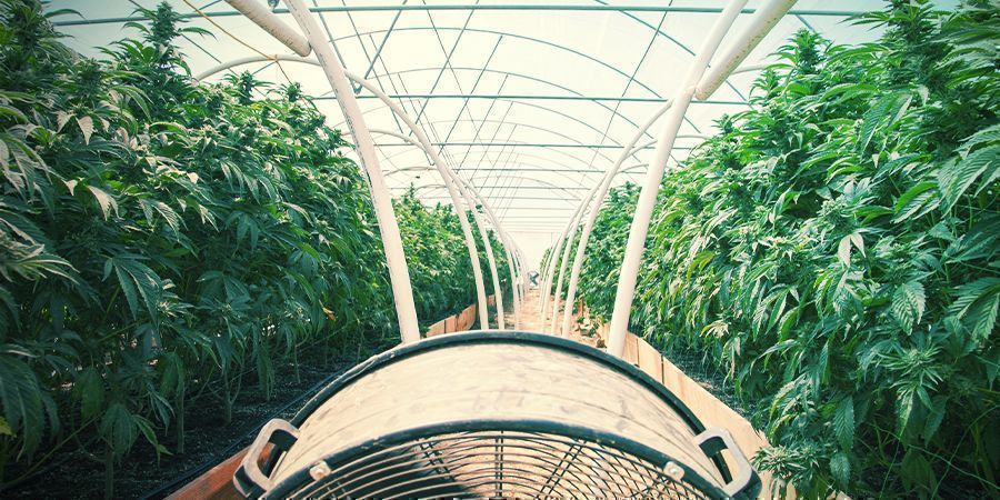 Regular Cannabis Growing
