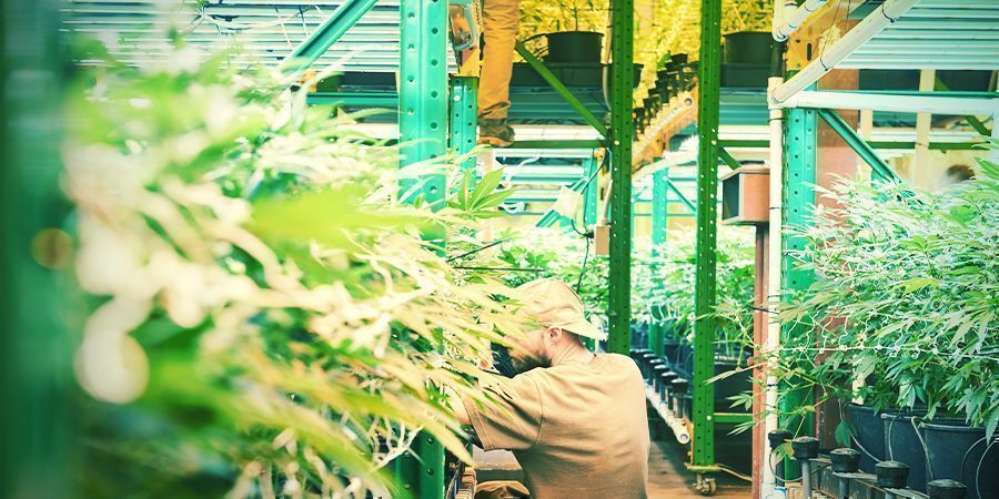 What Is Vertical Farming? - Vertical Cannabis Growing