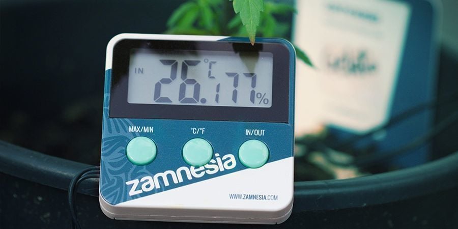 Factors That Could Affect Cannabis Flowering: Ambient Temperature