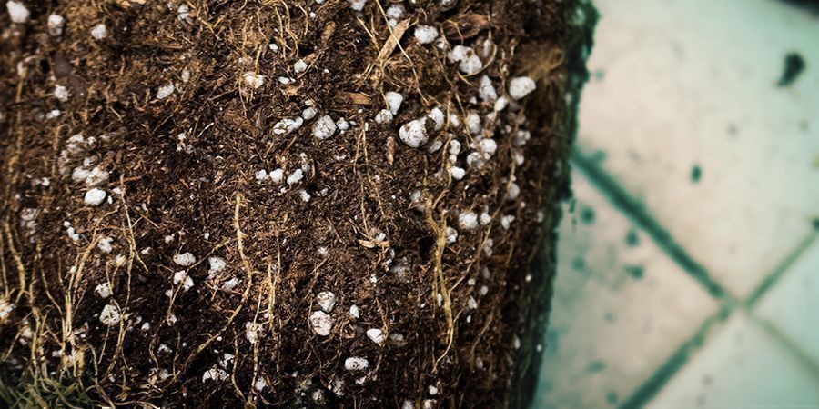 Factors That Could Affect Cannabis Flowering: Salt Buildup