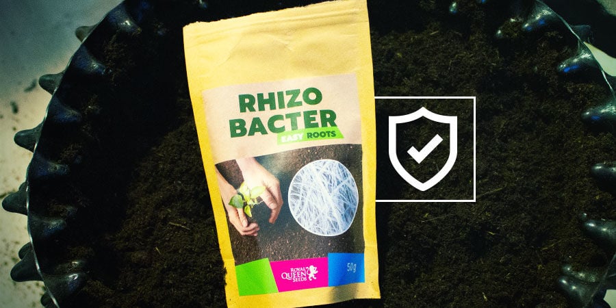 How Do Rhizobacteria Protect Cannabis Plants?