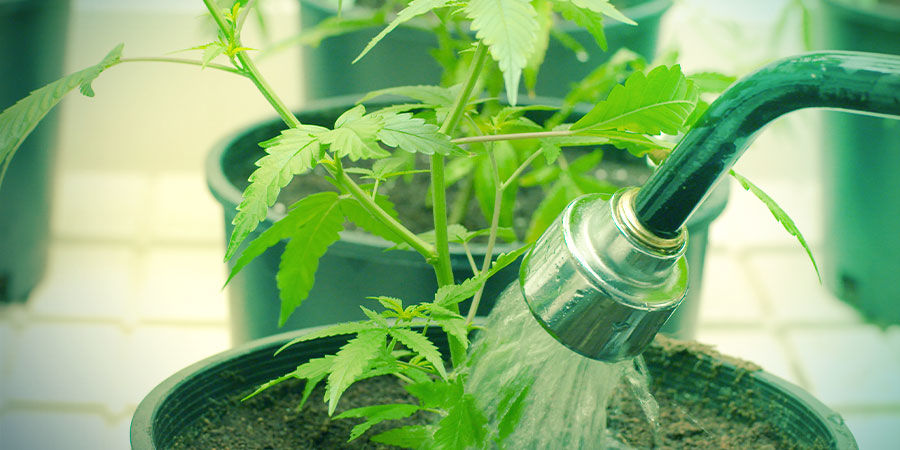 Water - Growing Cannabis