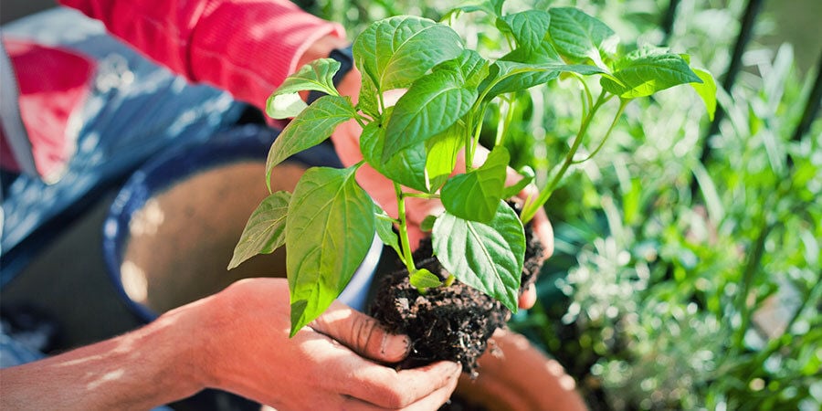 Growing Peppers For Beginners: Transplant Seedlings and Water