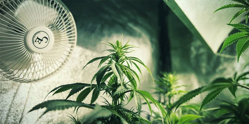 Control Cannabis Flowering With Light Deprivation: Ensure Adequate Ventilation