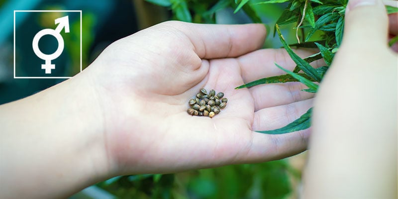 What Are Regular Cannabis Seeds?