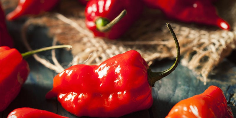 Begin Your Ghost Pepper Cultivation Project Today