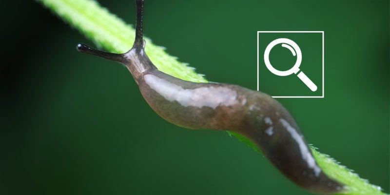 How To Spot Slugs And Snails On Cannabis Plants