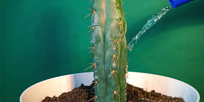 Caring For Echinopsis Zamnesiana