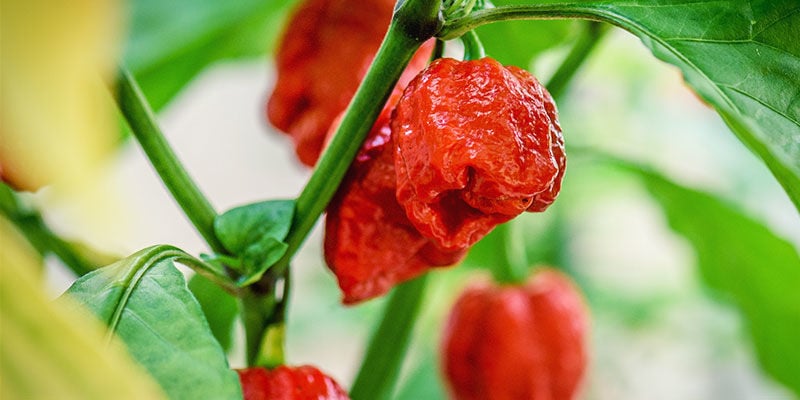 Hottest Peppers: Trinidad 7 Pot