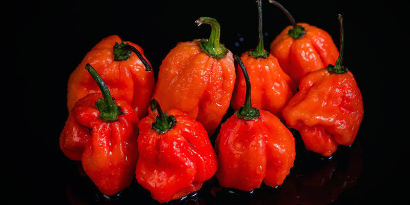 Hottest Peppers: Naga Viper 
