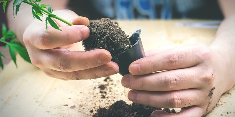 Adding Bat Guano After Potting