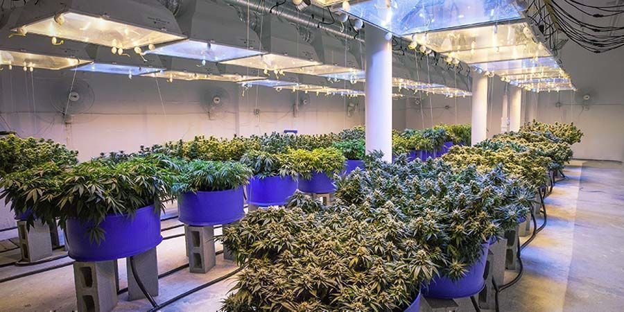 Medical Vs Recreational Cannabis: Cultivation