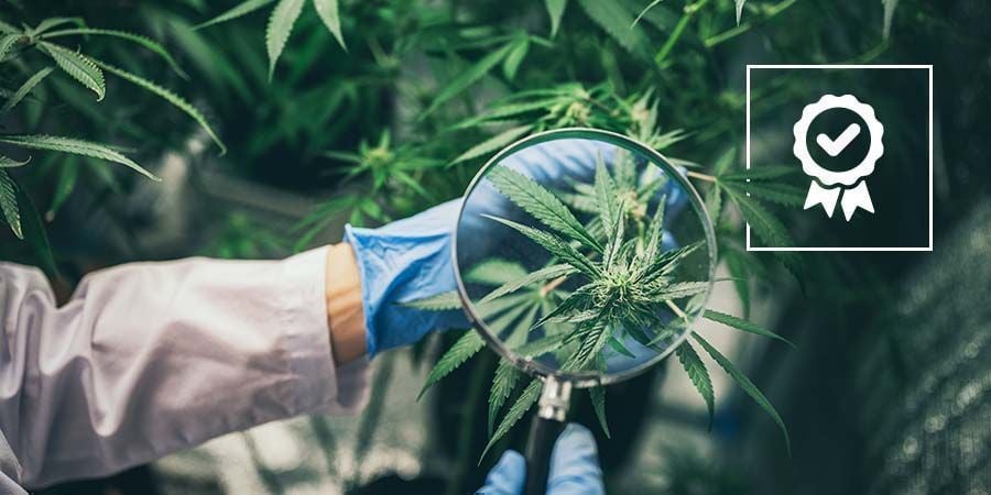Medical Vs Recreational Cannabis: Quality