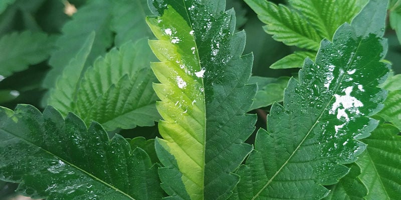 Two-Toned Leaves