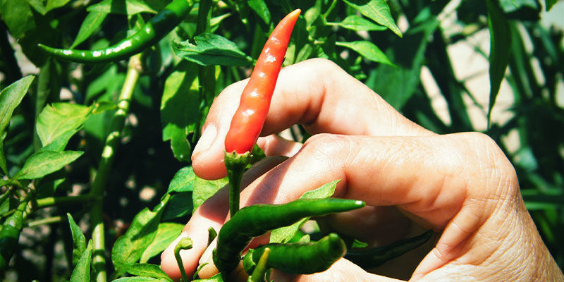 How to properly harvest hot peppers