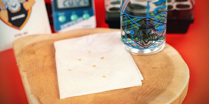 Germinating pepper seeds using the paper towel method