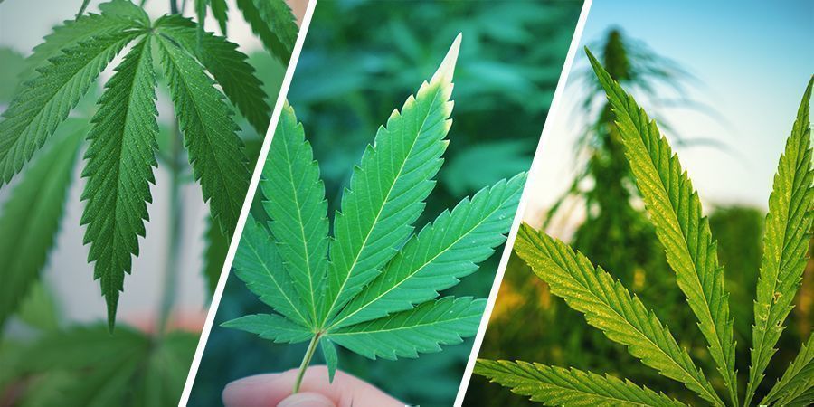 What’s the Difference Between Hemp, Cannabis, and Marijuana?