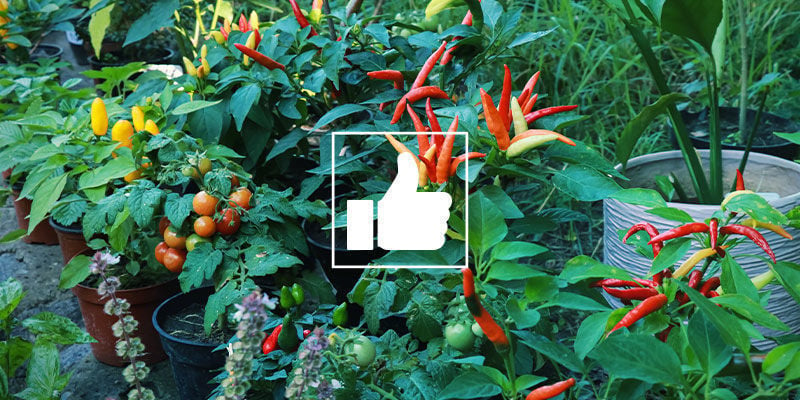 What Are The Benefits Of Companion Plants For Chilli Peppers?