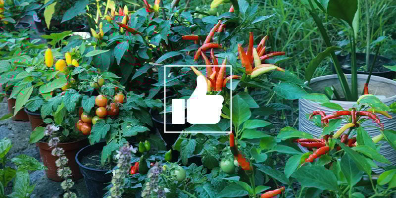 What Are The Benefits Of Companion Plants For Chilli Peppers?
