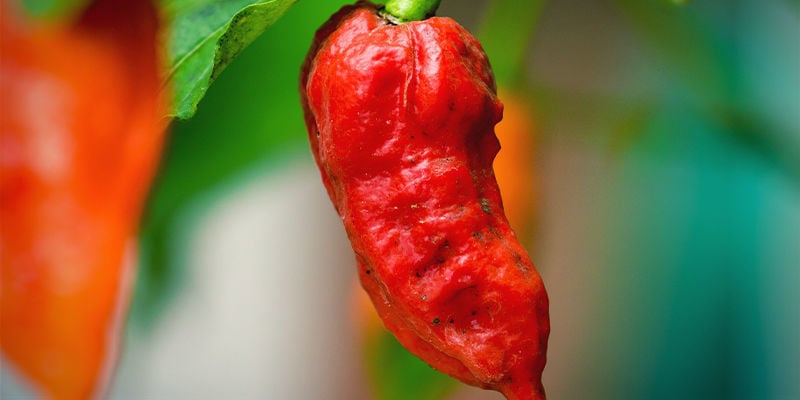 Start With The Hottest Chilli Pepper Variety (SHU)