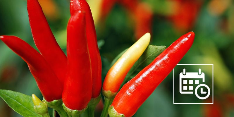Grow Indoor Hot Pepper Plants All Year Round