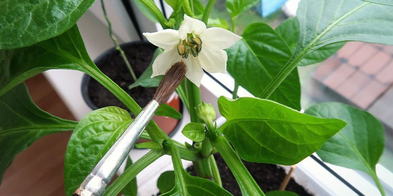 Tips For Growing Hot Chillis Indoors