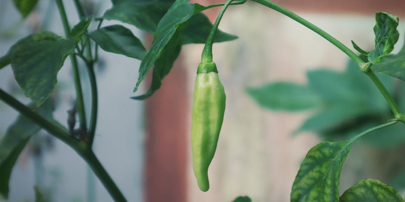 Which Hot Peppers Are The Best For Growing Indoors?